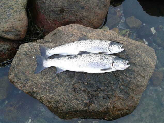 Fik i dag en sms fra Lars, som på samme plads som sidst havde fået 5 fisk. De to største ses ovenover. Så blir' de ikke flottere.