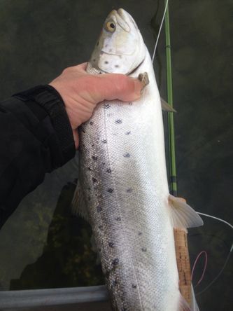 Spring seatrout 51 cm Isefjorden 2014