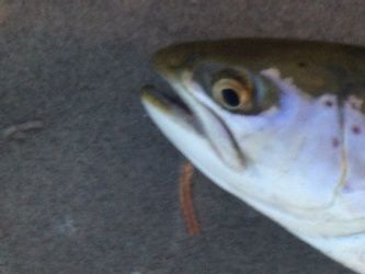 9' Sage TCX # 6 with Guideline Costal Intermediate shootinghead 16g and 50+ seatrout