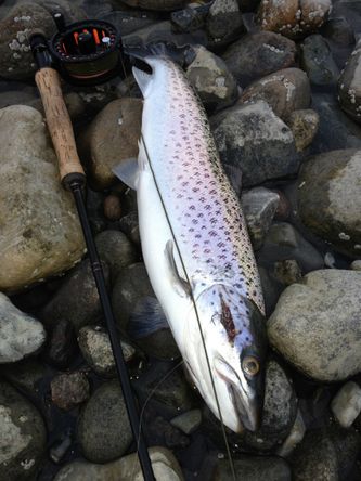 50+ fisk fra Nordkysten juni 2015